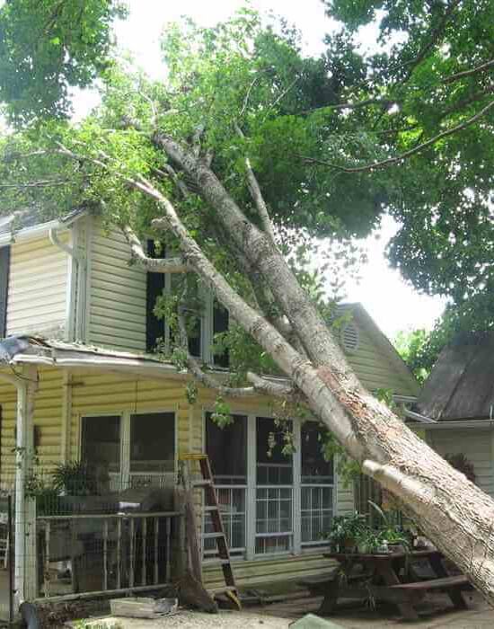 tree removal accidents