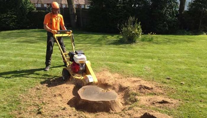 Stump Removal & Grinding Tree Services
