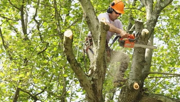 tree trimming