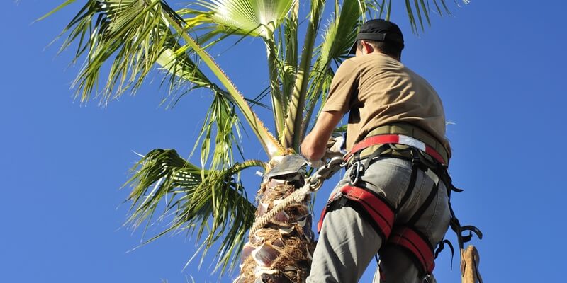 Palm Tree Pruning