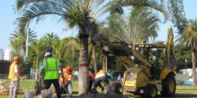 Tree Installation