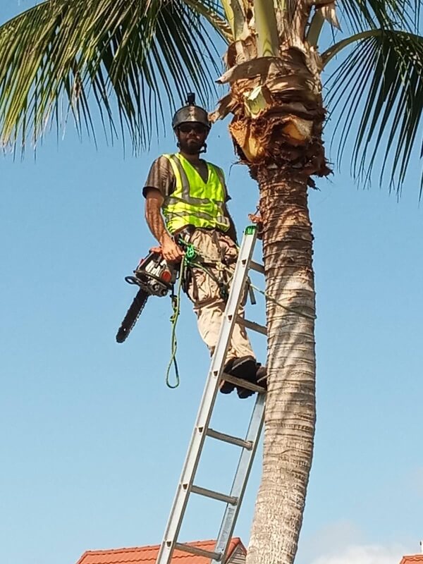 Tree Service Gallery Palm Trimming