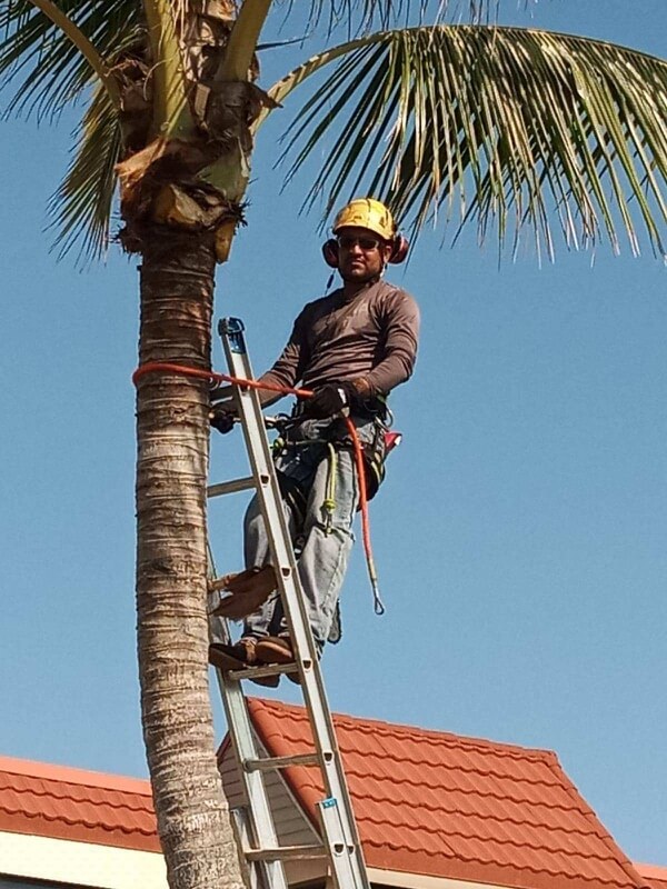 Palm Tree Services