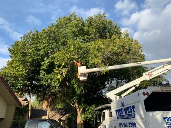 Tree Trimming Service 