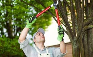 pruning trees