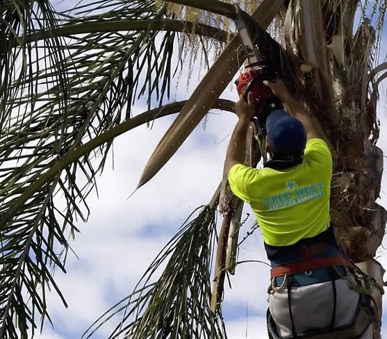 tree trimming